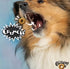 Fromm Crunchy O's Bacon Blasters Flavor Dog Treats 6 oz