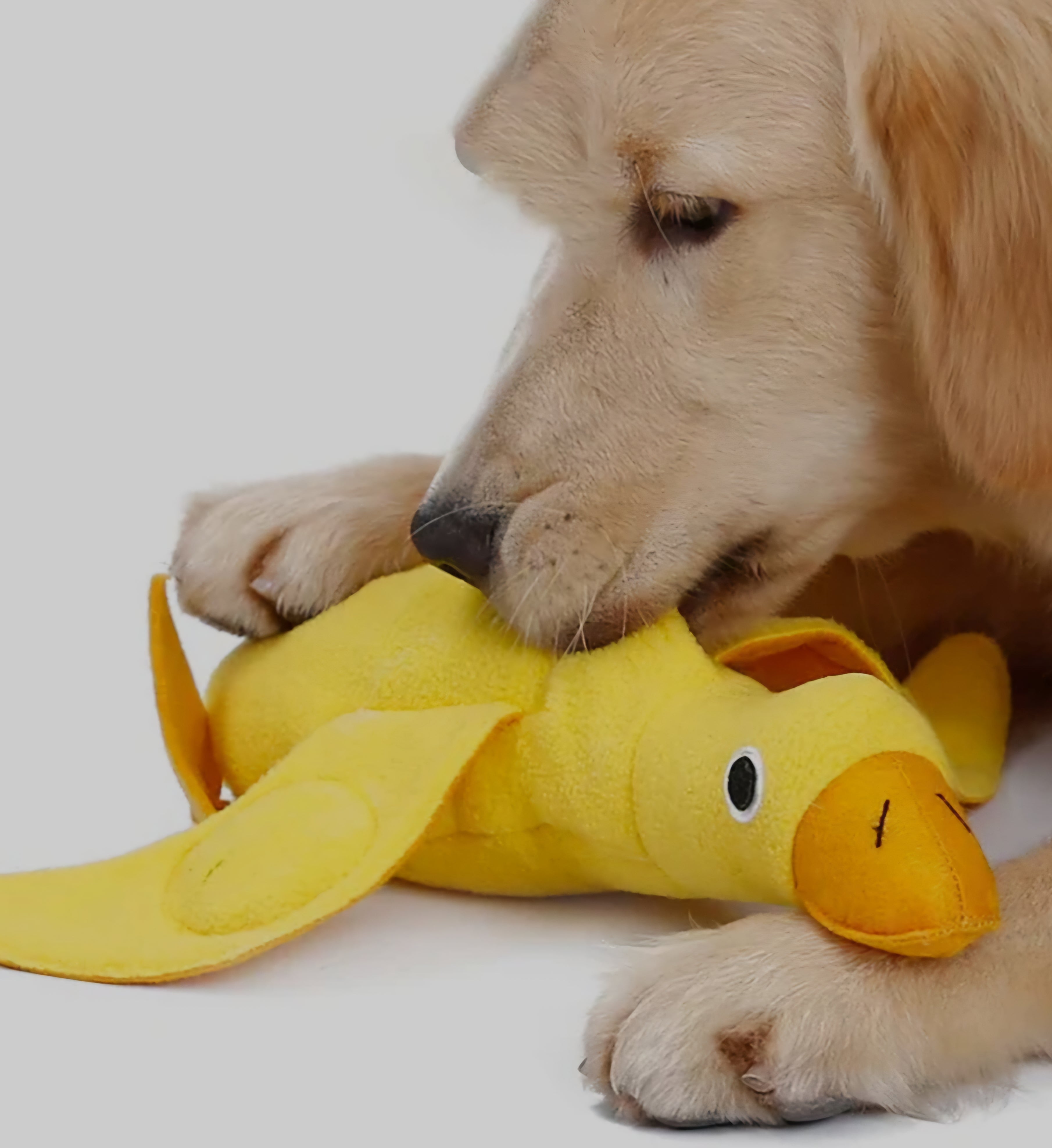 Injoya Duck Snuffle Dog Toy