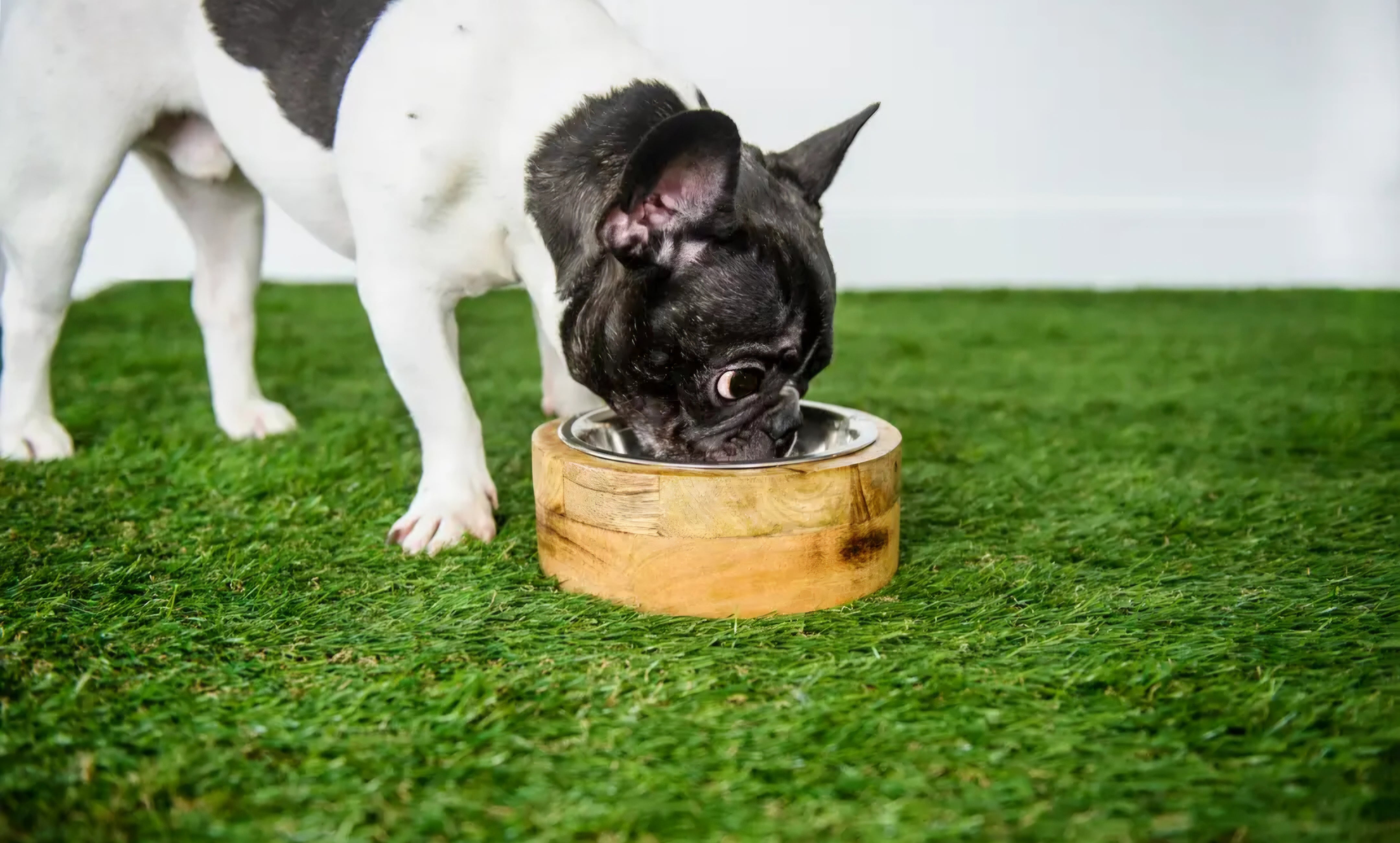 GF Pet Mango Wood Dog Bowl Single