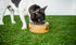 GF Pet Mango Wood Dog Bowl Single
