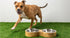GF Pet Mango Wood Dog Bowl Double