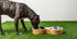 GF Pet Mango Wood Dog Bowl Double