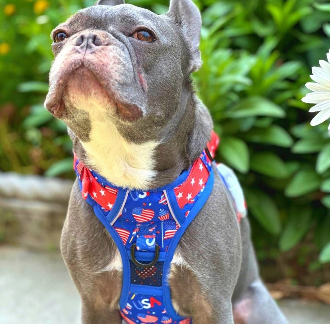 Beast and Buckle Pawty in the USA NO Pull Dog Harness+Leash