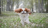 DOOG Stick Family Dog Fetch Toy- Baby Barkley