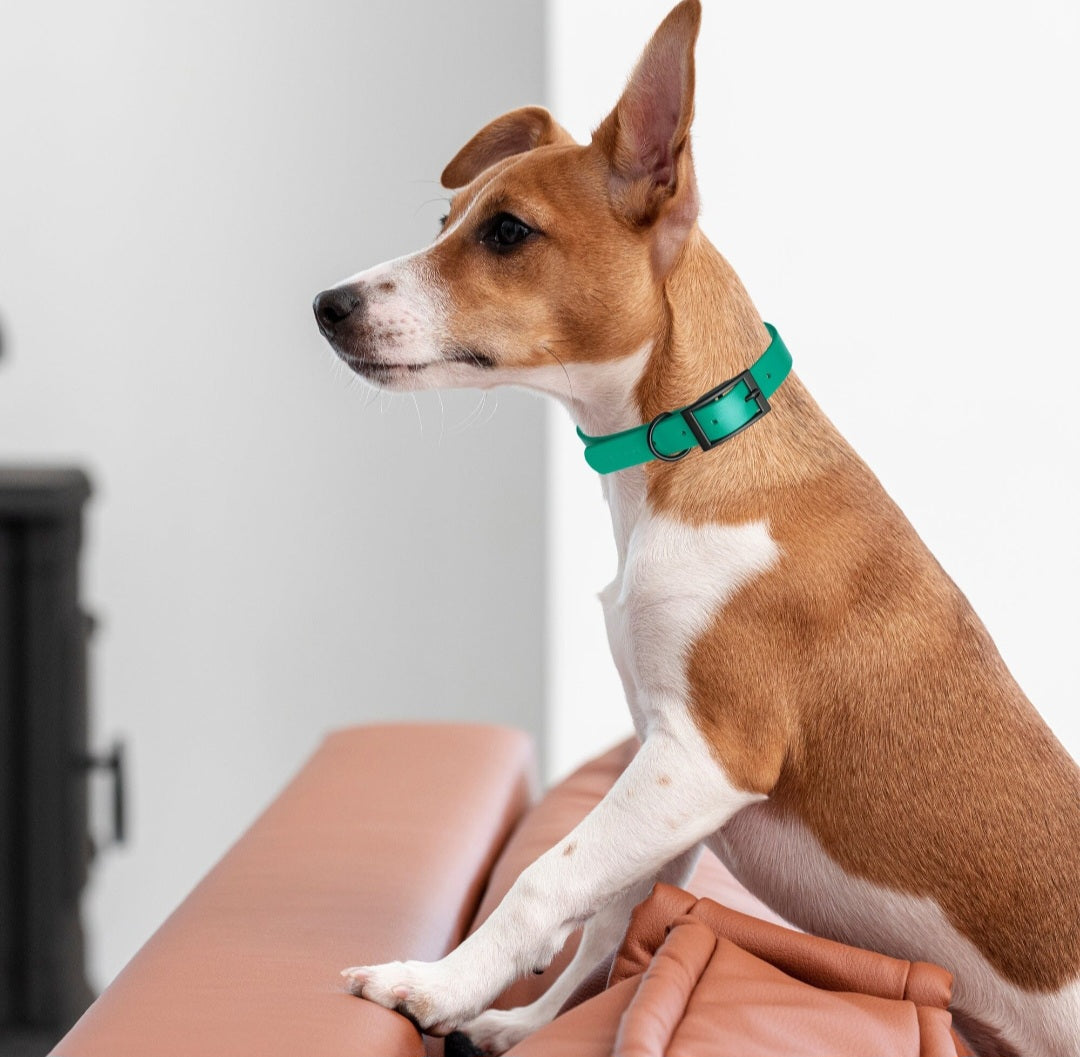Dogline Biothane Dog Collars/ Small 9"-12"with 1/2" Width