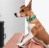 Dogline Biothane Dog Collars/ Small 9"-12"with 1/2" Width