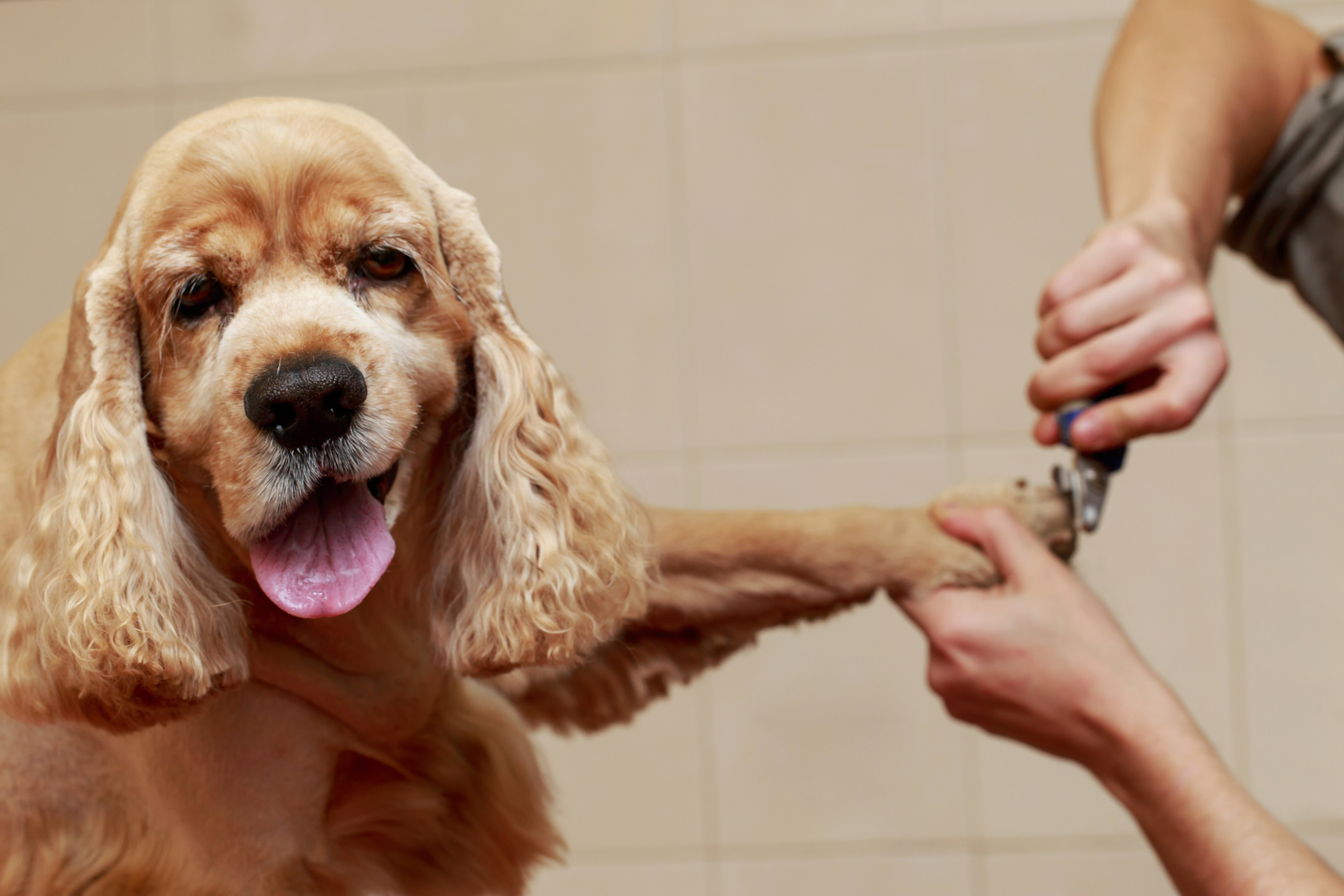 Grooming Tools