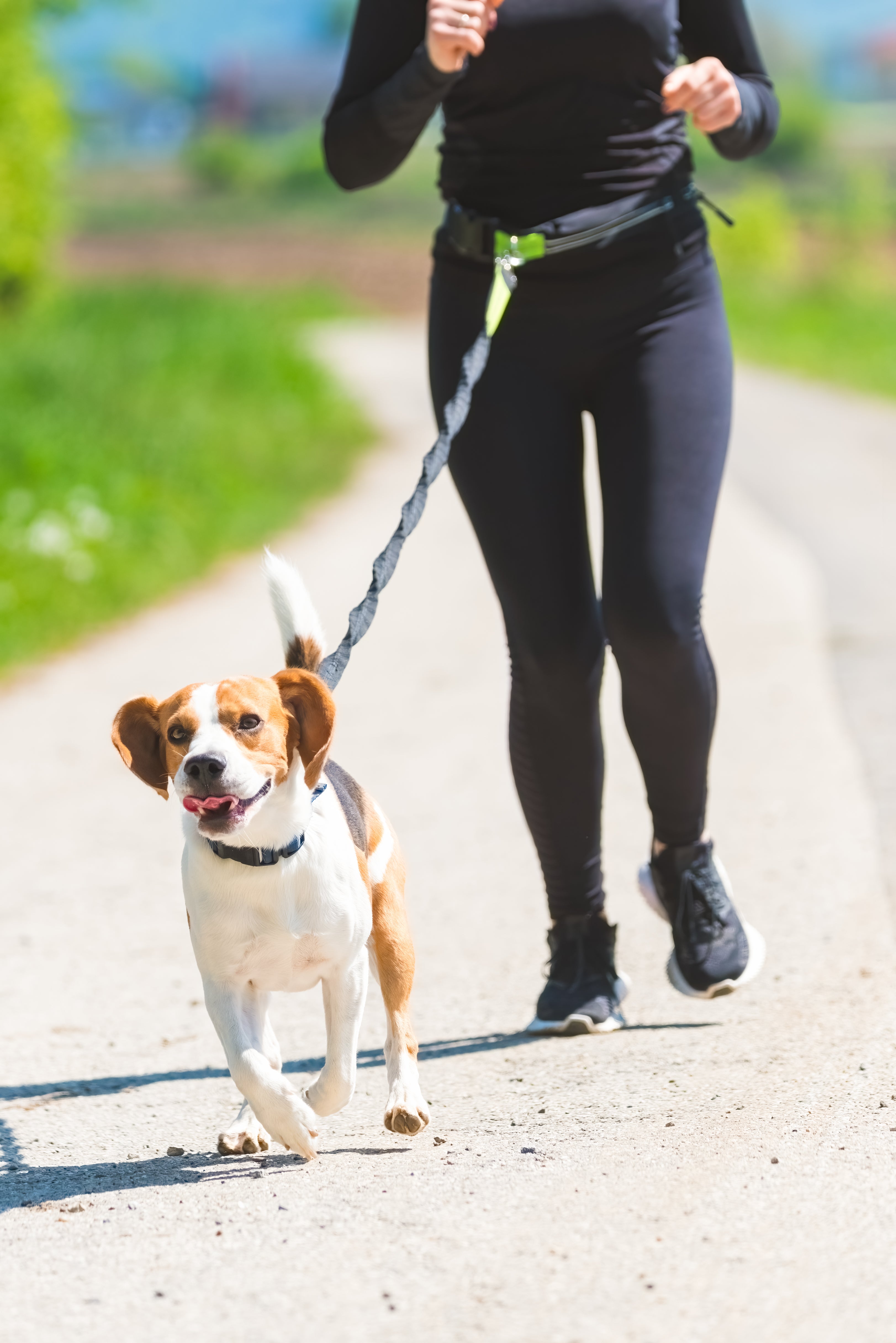 Specialty Leashes