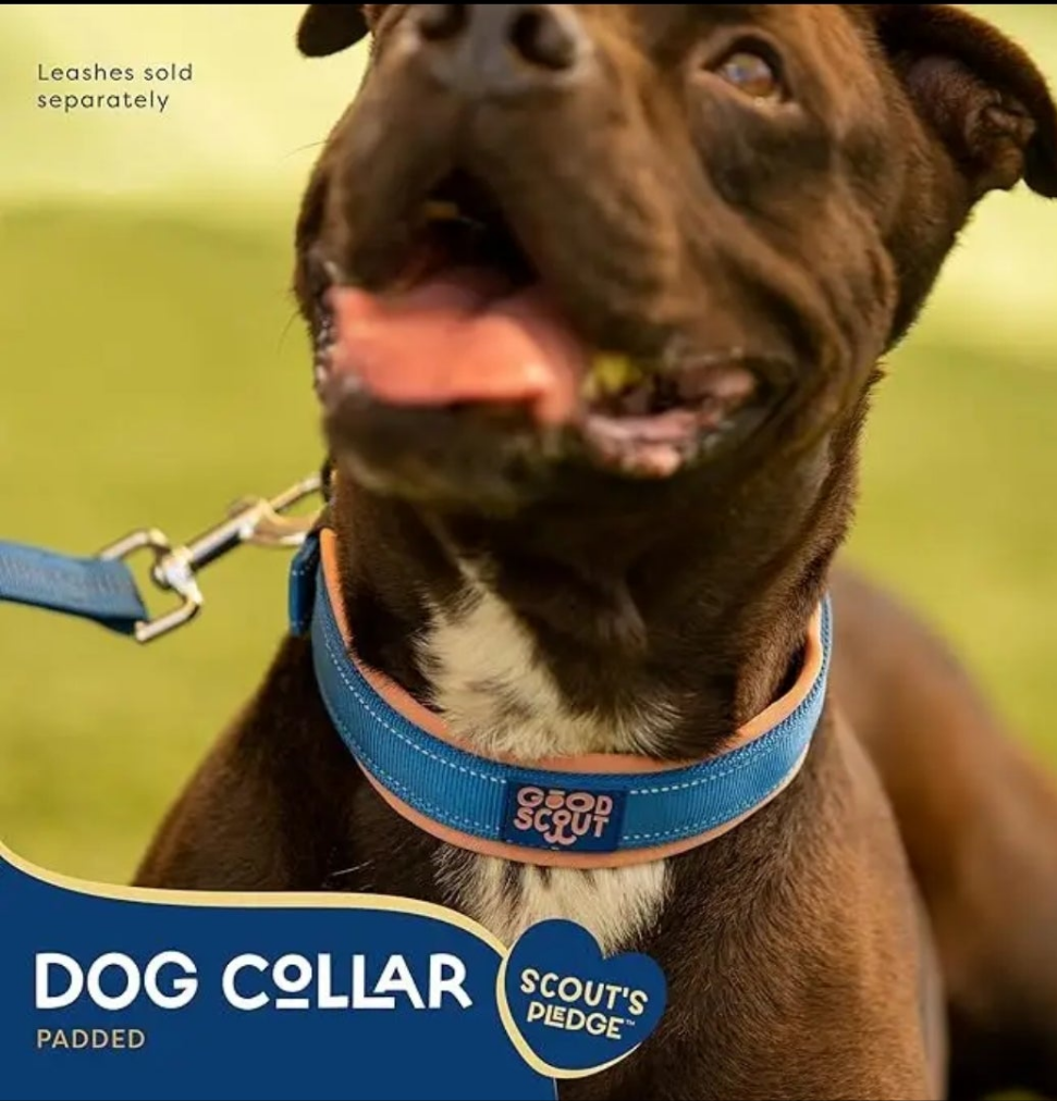 Good Scout Padded Heavy Duty Dog Collar- Medium