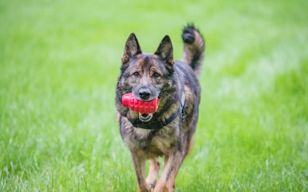 Soda pup USA-K Grenade Chew Toy | Medium