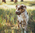 Loblolly Pinecone Puzzle Dog Toy