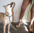 OllyDog Rescue Adjustable Leash