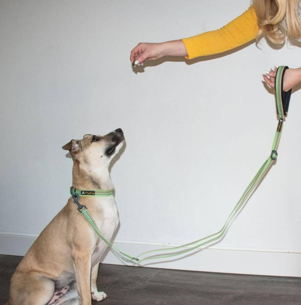 OllyDog Rescue Adjustable Leash