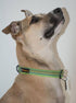 OllyDog Rescue Collar | Prism Green