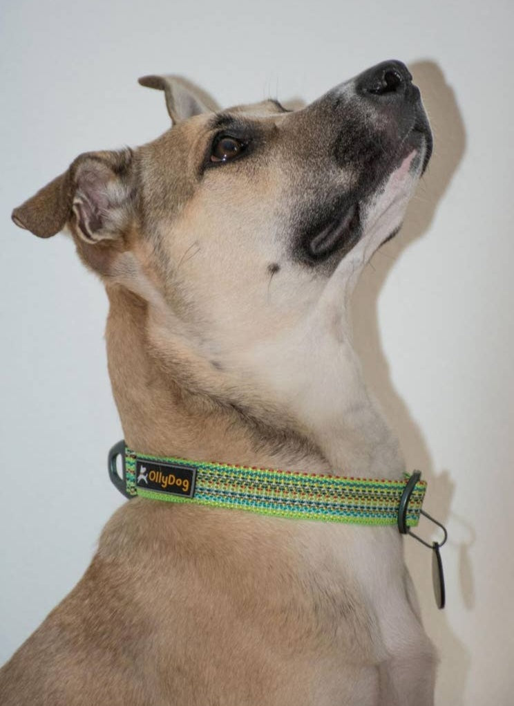 OllyDog Martingale Rescue Mesa Dog Collar |Prism Green