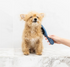 Clean Coats Rubber Pet Brush with Soft Bristles