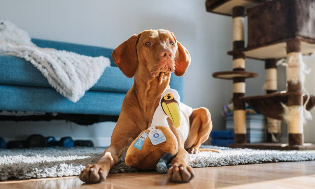 Clean Earth Plush Pelican By Spunky Pup Dog Toys