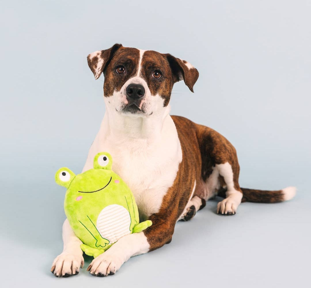 Petshop by Fringe Studio Reach for the Flies Dog Toy