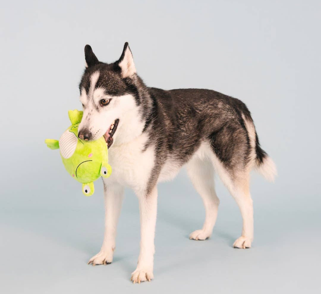 Petshop by Fringe Studio Reach for the Flies Dog Toy