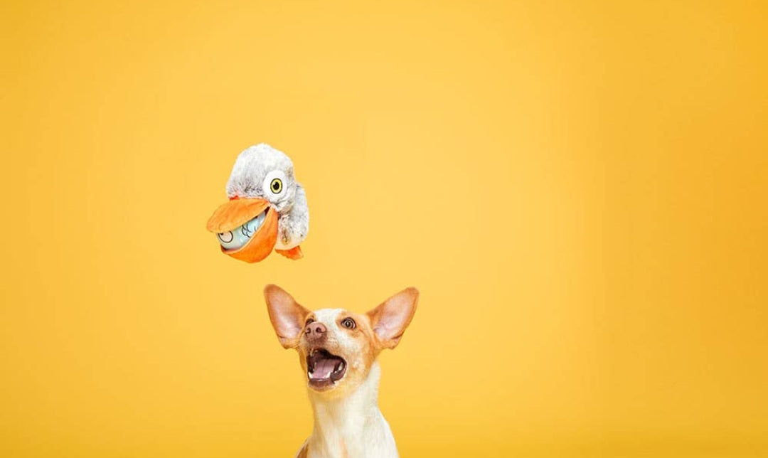 BARK Big Bill & Beak-A-BOO Fish Dog Toy