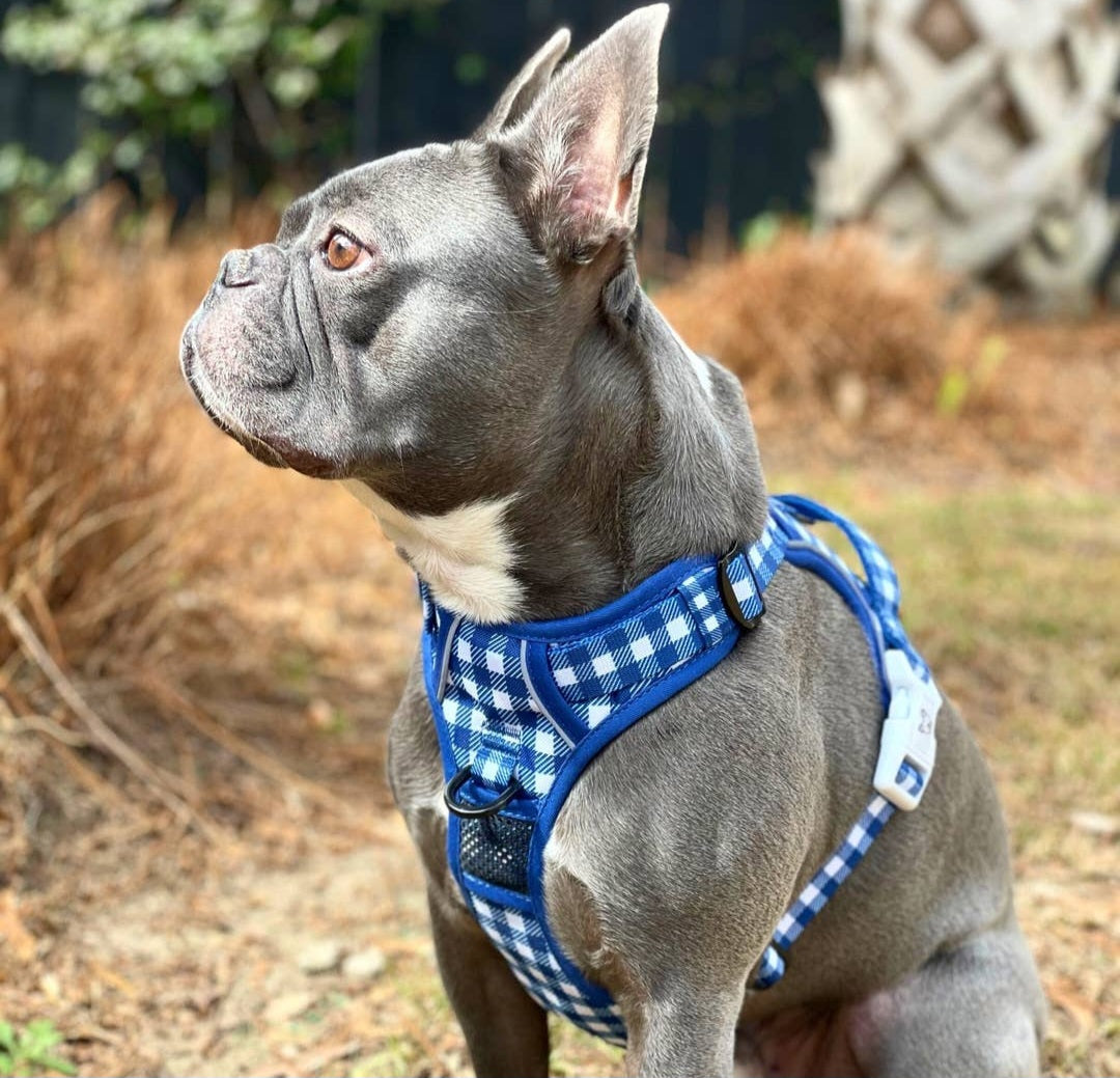 Beast and Buckle Blue Gingham No Pull Dog Harness