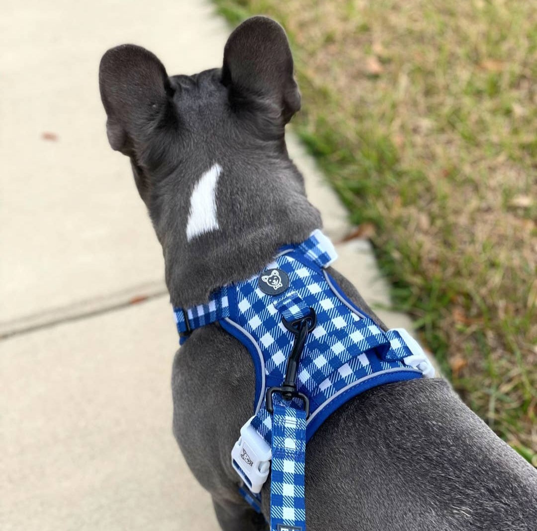 Beast and Buckle Blue Gingham No Pull Dog Harness