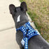 Beast and Buckle Blue Gingham No Pull Dog Harness