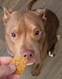 Poochie Butter PB and Blueberry Soft Chews 8 oz