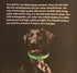 The Traveling Mutts LED Flashing Dog Collar